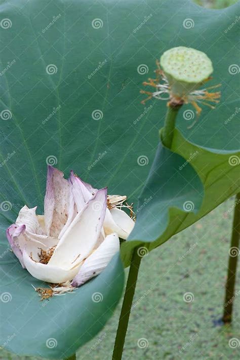 A Lotus Seed Head Lotus Flower Head Stock Photo Image Of Symbolic