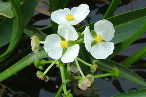 Sagittaria Platyphylla