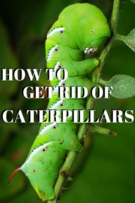 How To Get Rid Of Caterpillars Garden Down South In Vegetable Garden Garden Pests How