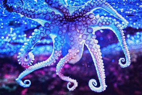 Blue And Purple Octopus Ocean Creatures Underwater Life Octopus