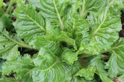 Garden columnist susan mulvihill shows how to plant beets and swiss chard, and how to organically protect them from leaf. How to Get Rid of Bugs in Swiss Chard (Naturally) | BugWiz