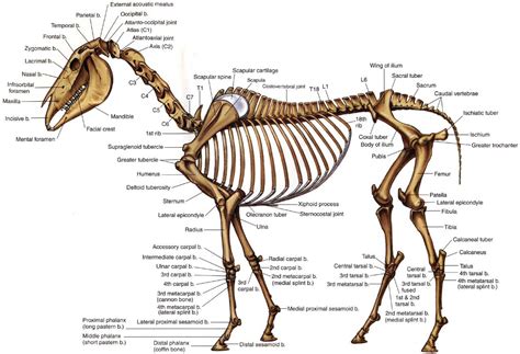 Horse Skeleton Horse Anatomy Horses Horse Bones