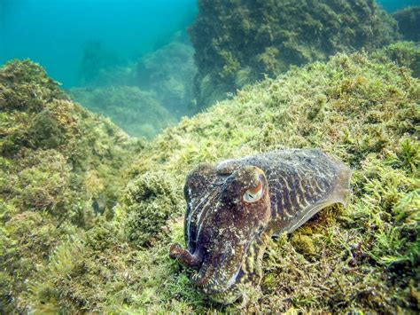 Cuttlefish In Natural Habitat Of The Sea Stock Photo Image Of Palong