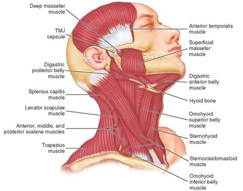 The Temporomandibular Joints Teeth And Muscles And