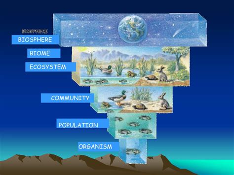 Ppt Chapter 3 The Biosphere Powerpoint Presentation Free Download