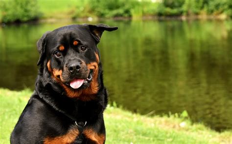 Top gainers often continue to soar and reach new highs when their fundamentals are strong. Rottweiler: Price, Appearance & Characteristics - Dogbreedo