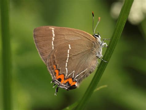 All ulmen hotels ulmen hotel deals by hotel type. Ulmen Zipfelfalter Foto & Bild | tiere, wildlife ...