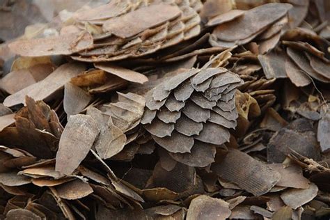 Here are our top five facts about this elegant yet threatened species. 14 Tons of Pangolin Scales in Single Illegal Shipment ...
