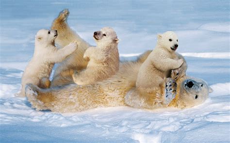 Polar Bear Cubs Playing With Mom Hd Wallpaper Background Image