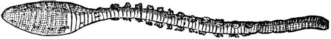 Look at links below to get more options for getting and using clip art. Sandworms clipart 20 free Cliparts | Download images on ...