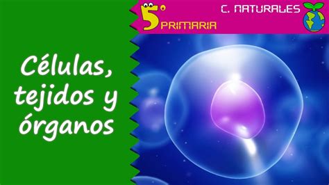 Células Tejidos Y órganos Naturales 5º Primaria Tema 4 Youtube