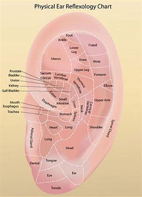 Acupuncture Points Ear Chart