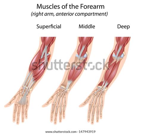 Forearm Flexor Muscles Unlabeled 스톡 일러스트 147943919 Shutterstock