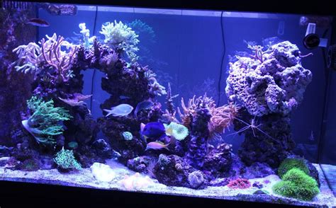 80 lbs of reef saver rock was used Mini Reef Aquarium(35g-90g) Pinhigh1886 90 Gallon Mixed ...