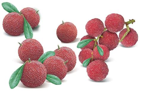 5 Myrica Rubra Yangmei Seeds Purple Red Fruit Japanese Red Bayberry