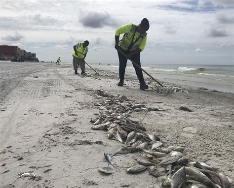 Sights and sounds as Red Tide fouls Pinellas County beaches