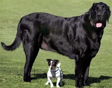 18 Biggest Dogs In The World In 2023