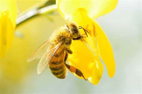 What Honey Bees Look Like With Pictures Grampas Honey