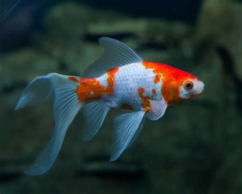 Goldfish Faq Fish Care