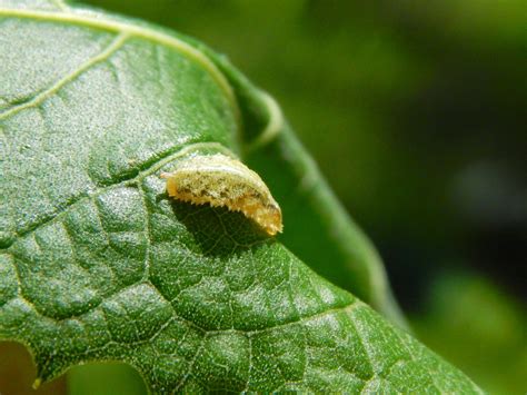 Capital Naturalist By Alonso Abugattas Syrphid Flies