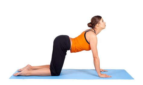 It's probably one of the number one stretches i related exercises for lower back pain relief: വേദനമാറ്റാൻ പൂച്ചയും പശുവും കളിക്കാം | Cat And Cow ...