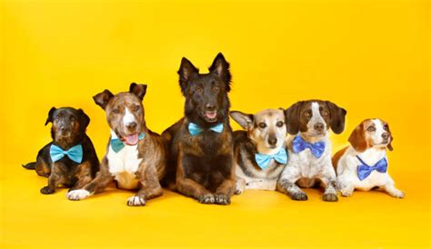 Multiple Dogs Stock Photos Pictures And Royalty Free Images Istock