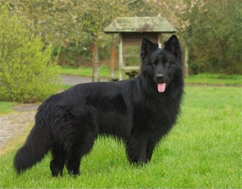 Long Haired Black German Shepherd Black German Shepherd Dog Black