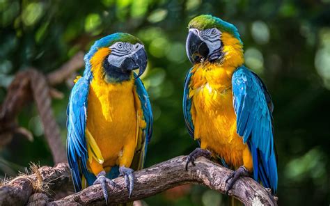 Animal Blue And Yellow Macaw Hd Wallpaper