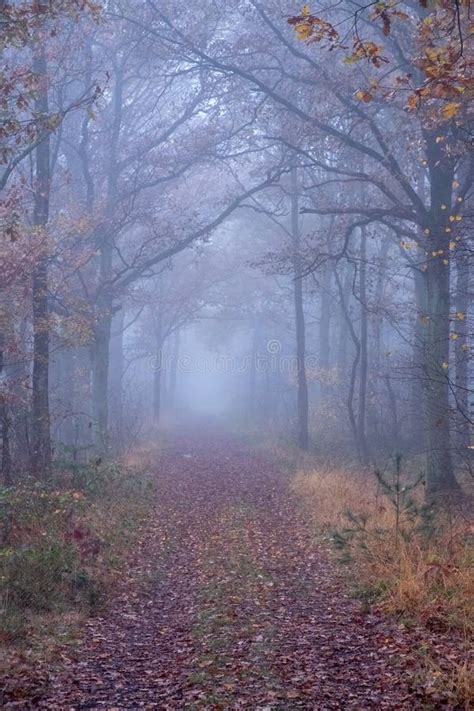 Beautiful Mystical Forest In Blue Fog In Autumn Colorful Landscape