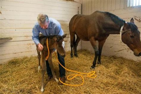 Neonatal Maladjustment Syndrome In Foals School Of Veterinary Medicine