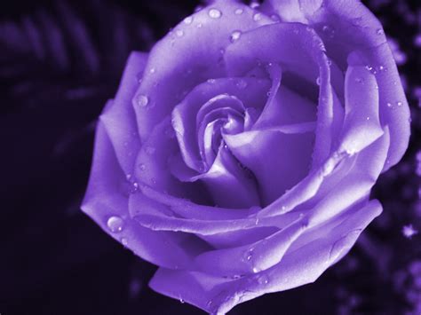 🔥 download purple rose wallpaper high definition quality by angelicas purple roses