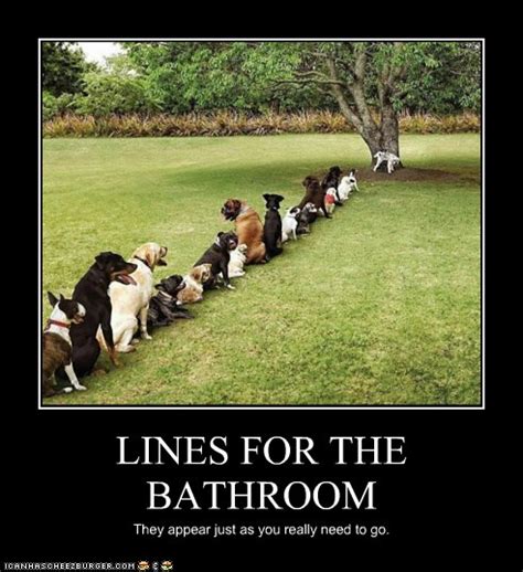 Lines For The Bathroom I Has A Hotdog Dog Pictures Funny Pictures Of Dogs Dog Memes