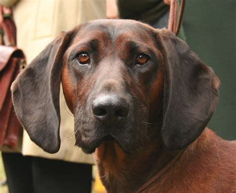 Bavarian Mountain Hound Pictures Az Animals