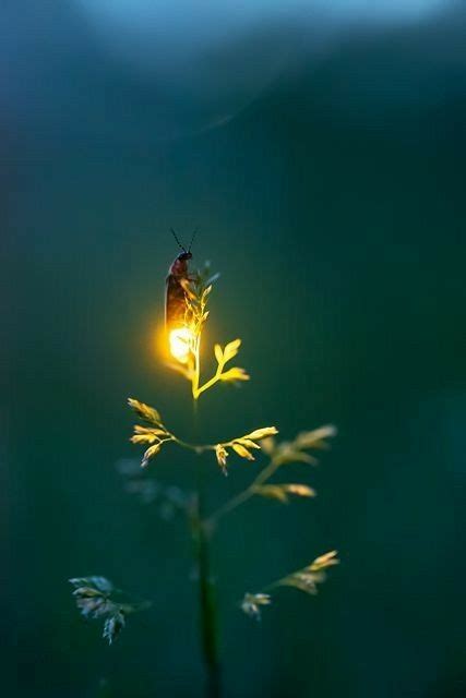 Pin By Ah On Precious Memories Firefly Photography Nature