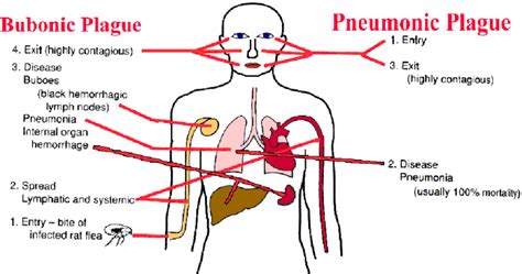 Types Of Plague And Their Transmissionrisks Download Scientific Diagram