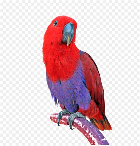 It is thought it has evolved this way to avoid feathers becoming matted with the fruit pulp the parrot feeds on. Bird Eclectus parrot Keeping Parrots Cockatiel - parrot ...