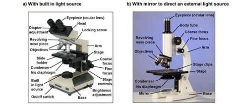 Compound Light Microscope Uses In Biology Shelly Lighting