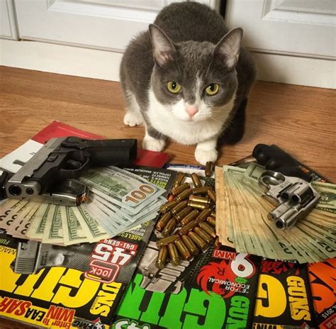 Aesthetic Gangster Cat Pfp Gangsta Cat Iphone Wallpaper Cool