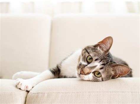 6 Reasons Why Your Cat Keeps Drooling Orlando Vets