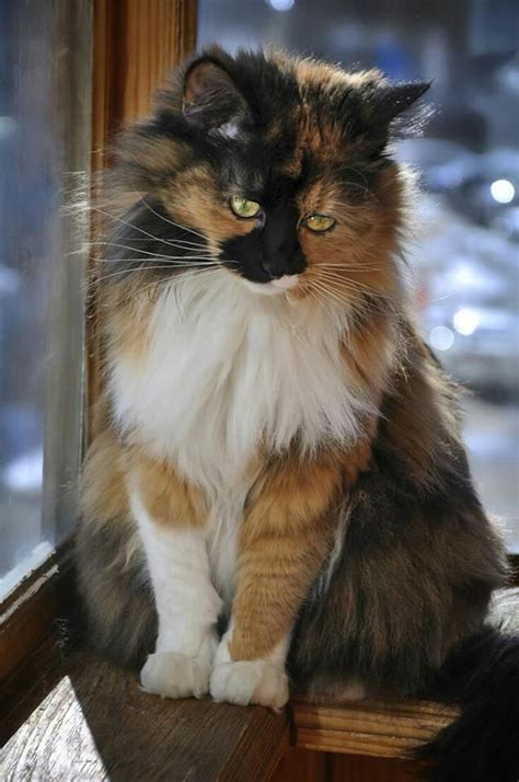 Crazy cats calico cat personality kitten photos calico cats aristocats. Male vs. Female Maine Coons (Picking the Gender | Pretty ...