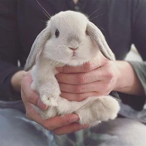 Part Two ️ Throwbackthursday ️ Cute Animals Cute Baby Bunnies Cute Bunny