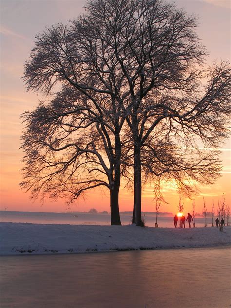 Free Images Landscape Tree Horizon Branch Snow Winter Sun