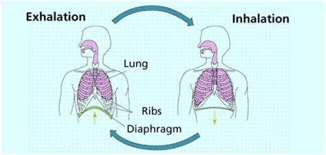 Mechanism Of Breathing In Human Body Transformation Breathing