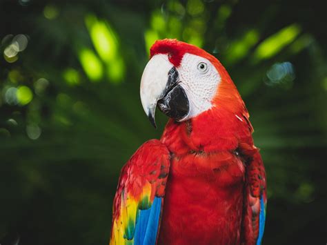 Download Wallpaper 1600x1200 Macaw Parrot Bird Color Bright Beak