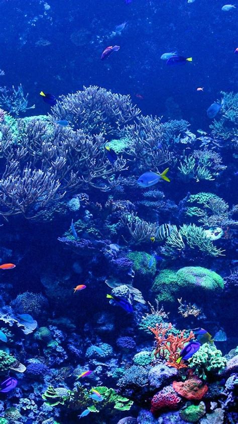 Underwater Ocean Iphone Wallpaper Technology