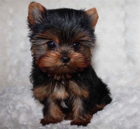 My puppies truly speak for. Tiny Teacup Yorkie Puppy! female~ | iHeartTeacups