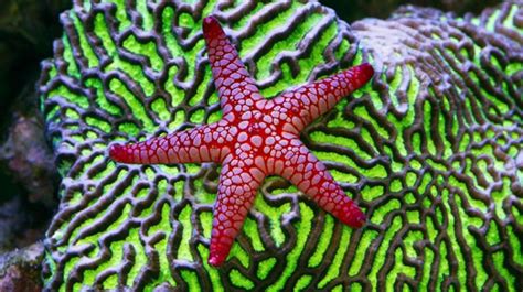 Saltwater Starfish Some Interesting Considerations On Subject