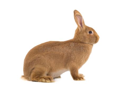 Brown Rabbit Stock Photo Image Of Easter Looking Single 112832682