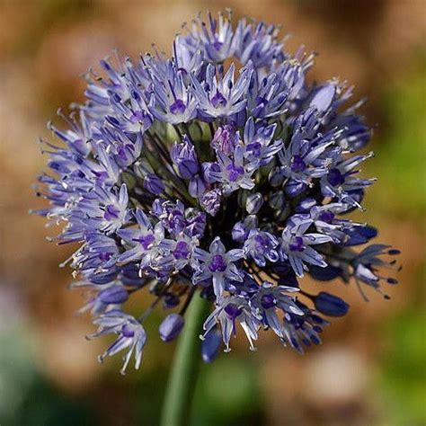Blue Of The Heavens Flowering Onions 20 Bulbs Allium Caeruleum 5