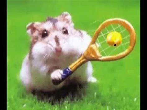 Cute Hamster Dance Dailymotion Video